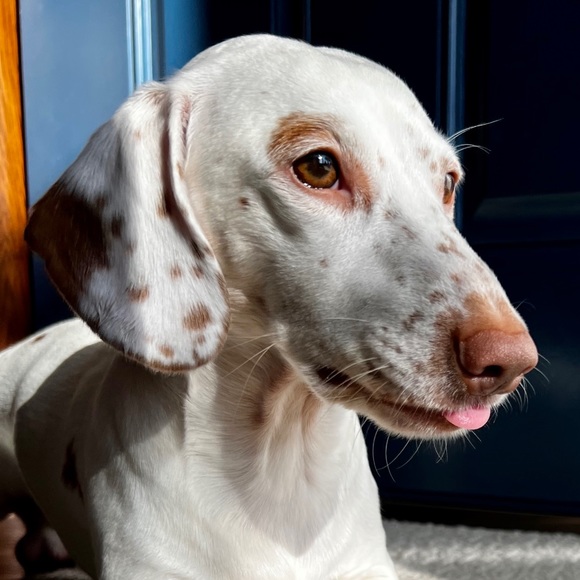 Meet your Posher, Lisa V - Picture 4 of 7